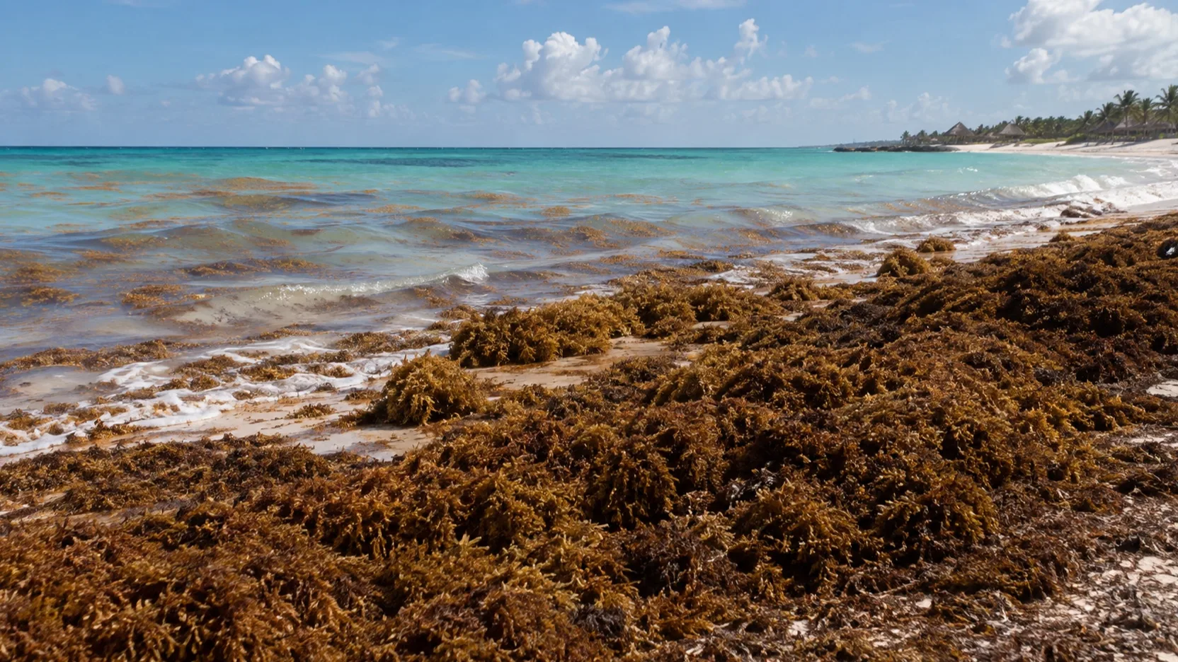 Thick sargassum accumulation on a Costa Maya beach