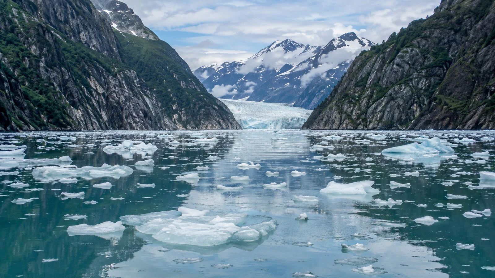 Floating ice in Tracy Arm