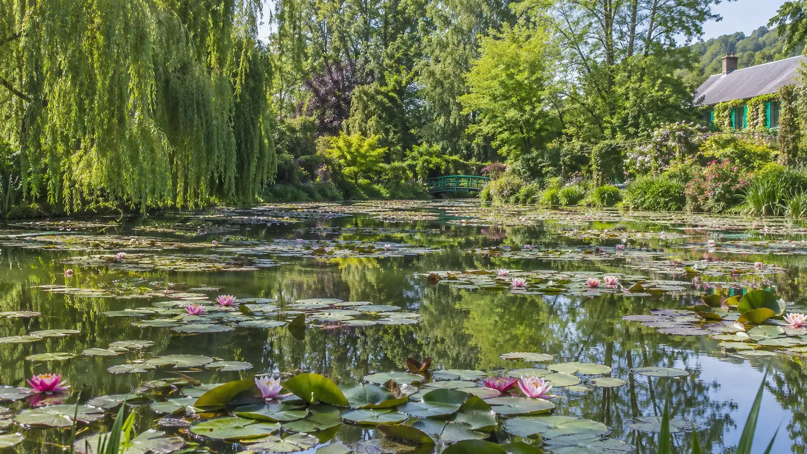 Water lilies in Monet's garden at Giverny